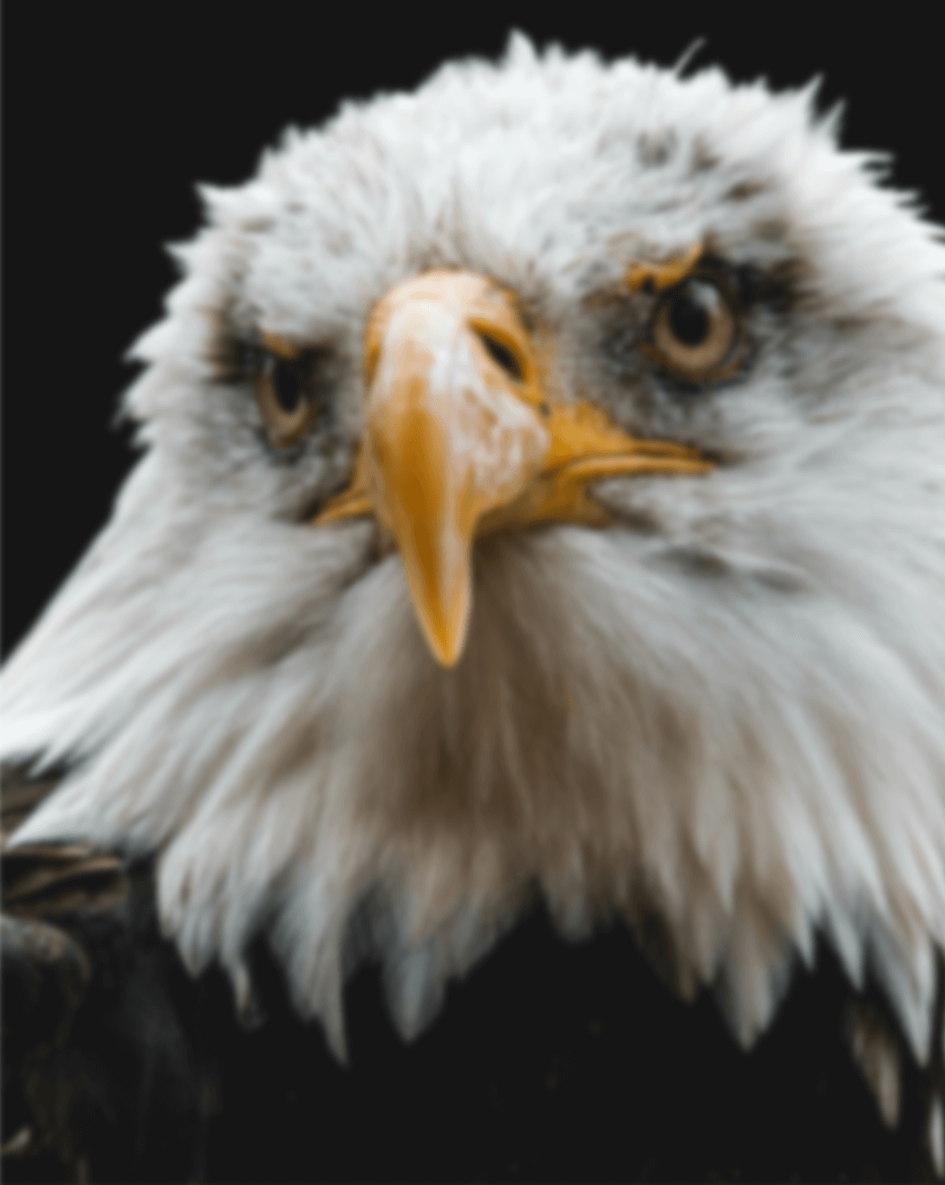 eagle image
